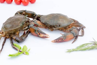 Mud Crab (Medium) / قباقب - سلطعون أخضر - متوسط الحجم