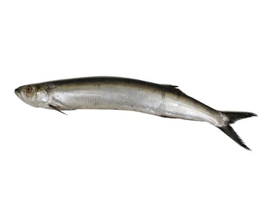 Marine Boal Fish / Helf / Mullu Vaala (Very thorny yet tasty) - Whole