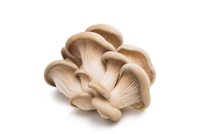 Mushroom King Oyster (AE) Pack Of - 3