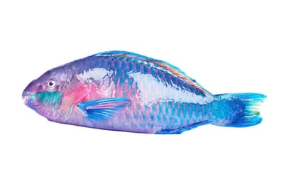 Parrot Fish / قين
