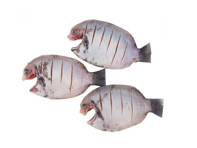 Pearl Spot / Karimeen / Koral (Small) - Whole Cleaned