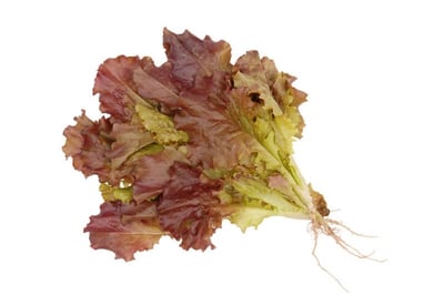 Lettuce Red (1 unit)