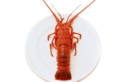 Red Lobsters (Small) - Whole