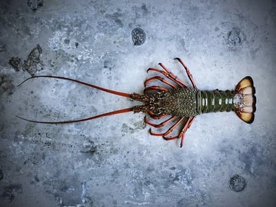 ***Exotic*** Wild Rock Lobster - 1 Piece (Size 2.3kg to 2.4kg)