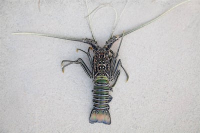 Wild Rock Lobster (Large, Exotic) 