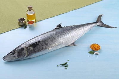 Kingfish / سمك كنعد / Seer Fish (Large)