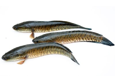 Live Premium Snake Head Fish / Varaal / Bral / Kannan / Murrel from FreshToHome Farms - Whole