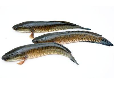 Live Premium Snake Head Fish / Varaal / Bral / Kannan / Murrel from FreshToHome Farms