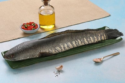 Snake Head Fish / سمك رأس الثعبان / Kannan