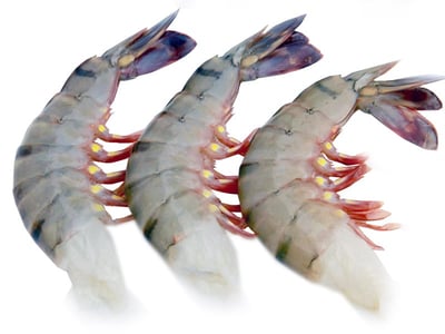 Tiger Prawns (Large) - Headless (No Head, Rest with shell, tail)