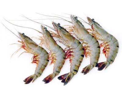 Tiger Prawn (Super Jumbo)  - Headless (No Head, Rest with shell, tail) 240g to 250g pack