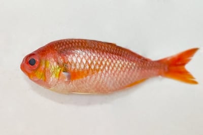Tropical Red Snapper - Whole Cleaned