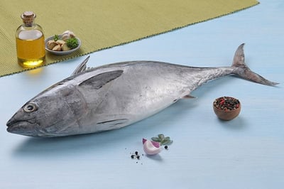 Tuna /تونة بيضاء /  Choora (Small)