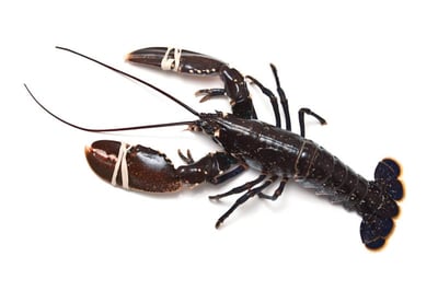 Premium Lobster (USA)