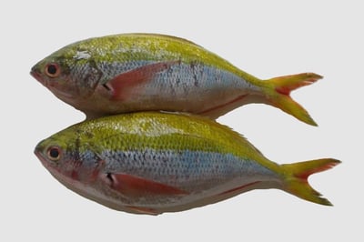Fusilier / سمك سندانة- نعيمية /Vyram Fish