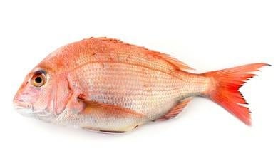 Red Sea Bream / Koffer  - Whole (As is without cleaning and cutting)