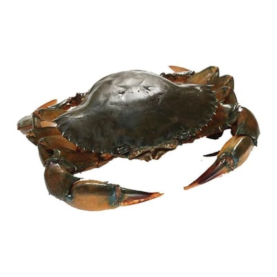 **Pre Order** Live Mud Crab (600g to 650g)