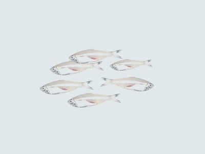 White Sardine / Veloori / Silver Fish / White Fish - Whole cleaned