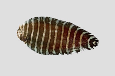 Zebra Sole Fish / Varayan Manthal