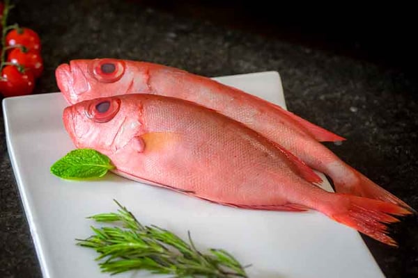 Big Eye Snapper (Small)