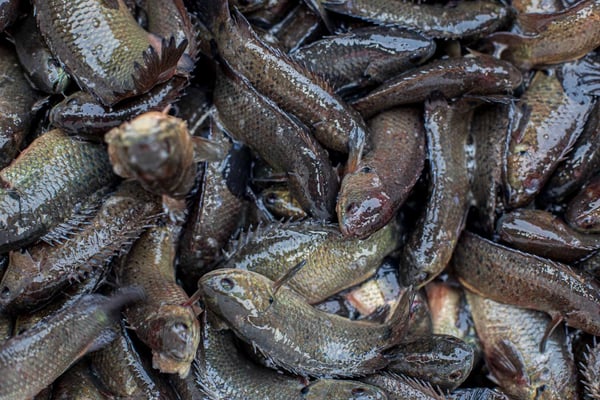 Desi Kolkata Koi /  কৈ  / Climbing Perch / Karoop