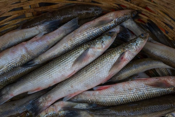 **Rare** Khorsula Bata / খোরসুলা /  Corsula mullet