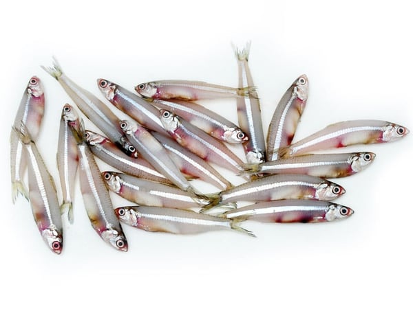 Anchovy / Kozhuva / Natholi (Small & Crunchy)