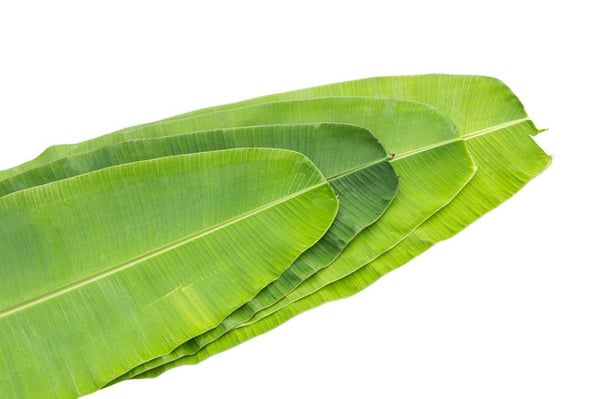 Banana Leaf - 5 Unit