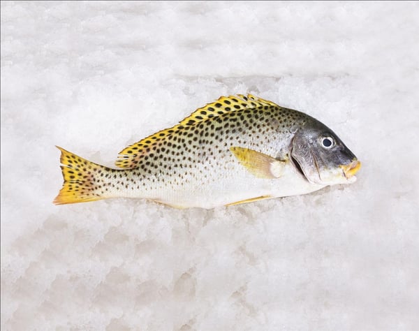 Black Spotted Rubber Lip 