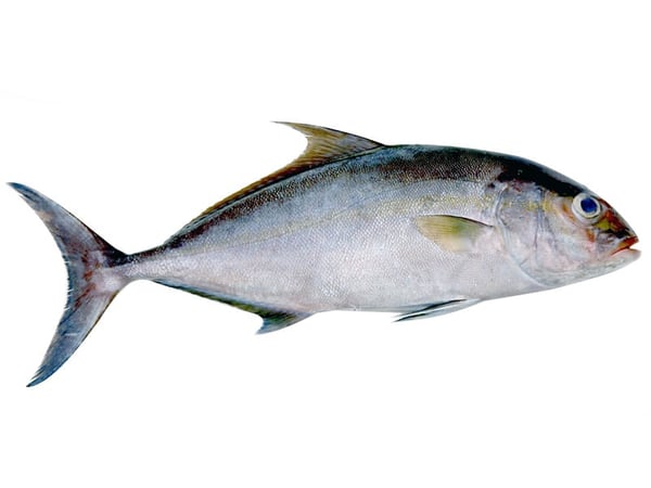 Butter Fish / Punnarameen (Soft as Butter) - Small