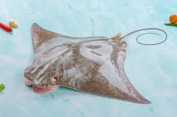 Stingray / سمك لخمة / Thirandi