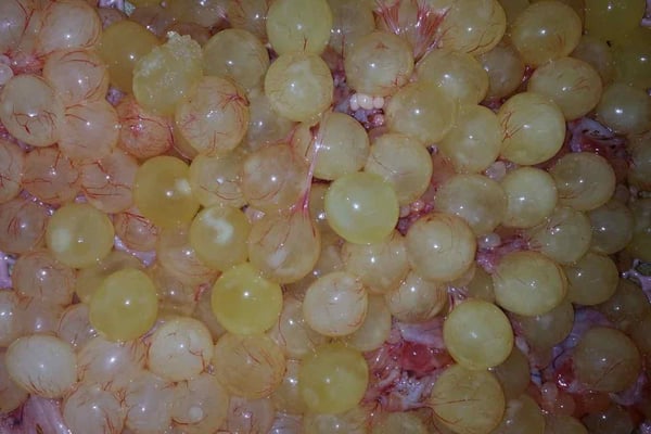 Large Catfish / Etta Egg (Roe) / حبول سمك جم - بطارخ سمك جم- بيض قراميط