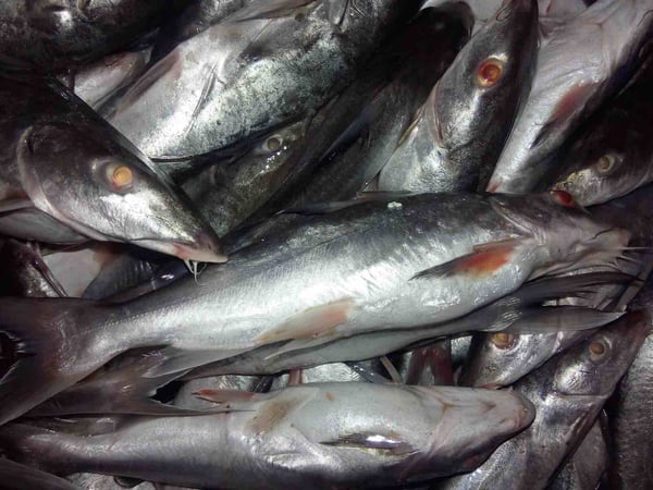 Marine Catfish / Etta Kunju (Small) 