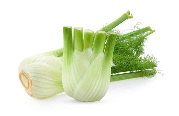 Fennel Root