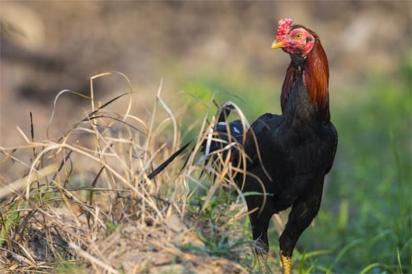 Country/Desi Chicken / Natti Koli (1.6-1.7Kg)
