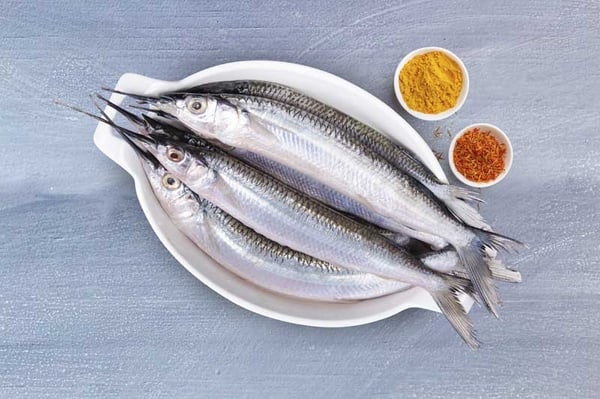 Garfish / Kola / కొకరు (Medium)