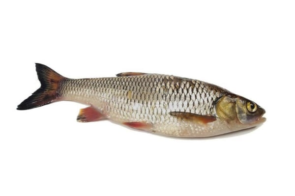 Fingerling Grass Carp Fish at best price in Yamuna Nagar by Batth