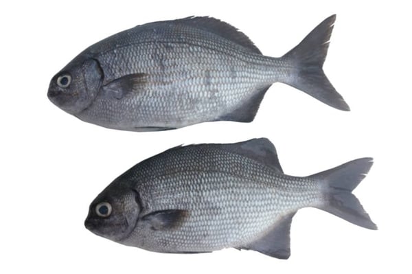 Gray Snapper (Large) / أم ضريس - نهاش رمادي - كبير الحجم