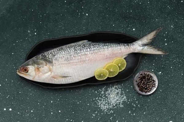 Hilsa / Ilish - (Whole Fish Size 1.4kg-1.5kg) (Cleaned, Bengali Round cut)  1pc
