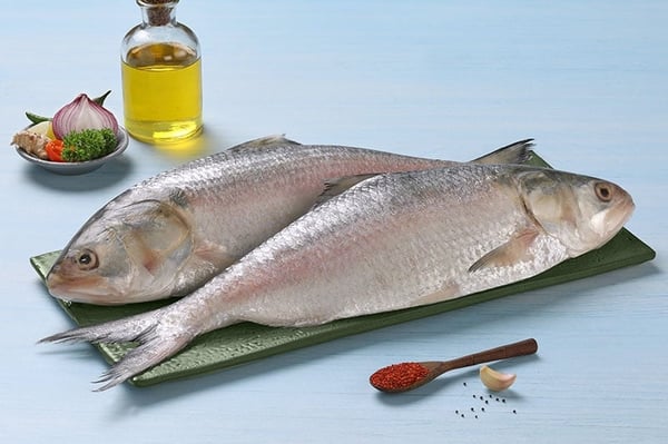 Hilsa fish online deals