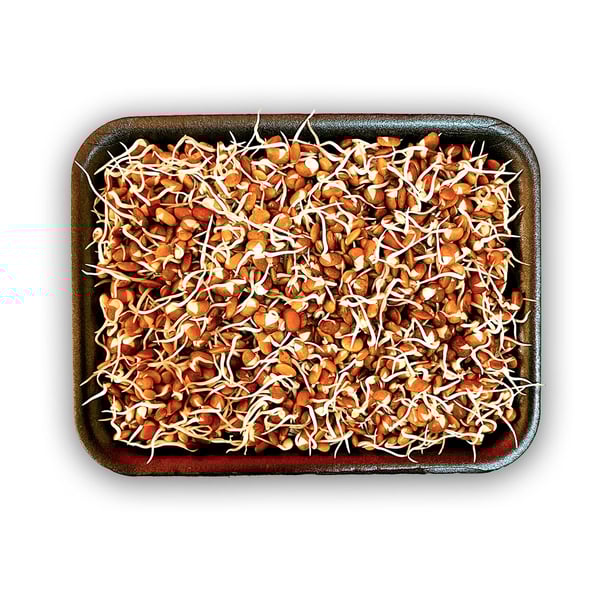 Horse Gram Sprout (AE) -Pack of 200g