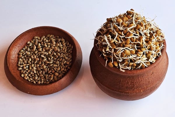 Sprouts - Horse Gram (200g Pack)