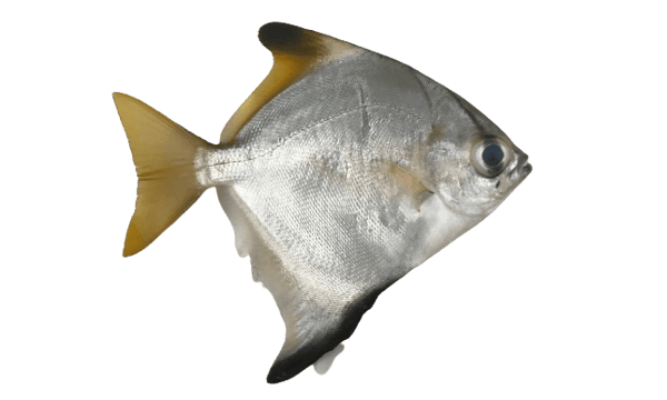 Silver Moony