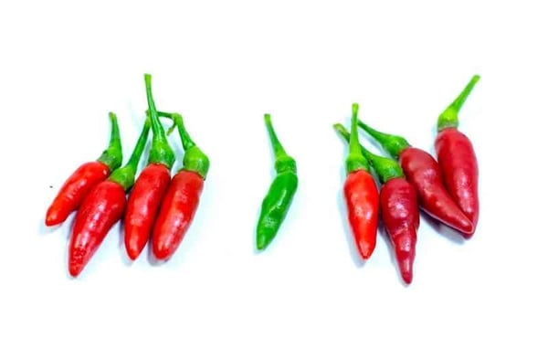 Kanthari Chilli / Hot Chilli Green (IN) - Pack of 100g