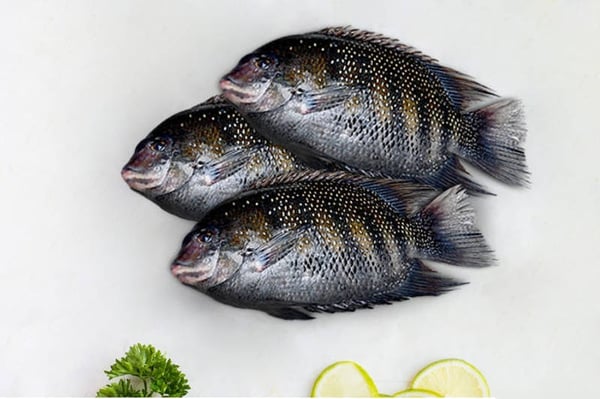 Pearl Spot / Karimeen / కాషిమెరా (Medium)