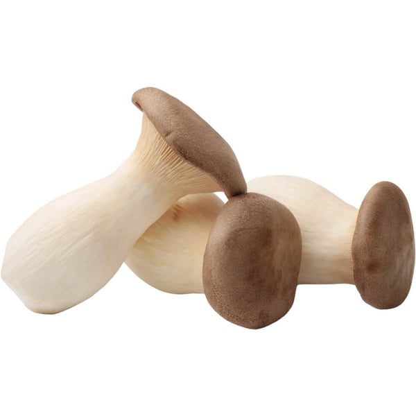 Mushroom King Oyster (AE) Pack Of - 3