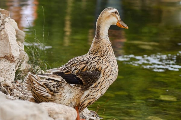 Premium Kuttanadan Duck (600-700g)