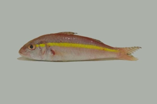 Striped Pink Perch /سمك السلطان إبراهيم / Varayan Kilimeen