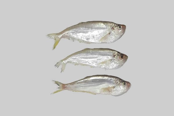 Malabar Thryssa / Manangu