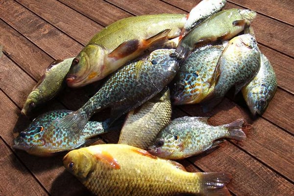 Backwater Mix Fish (Small)